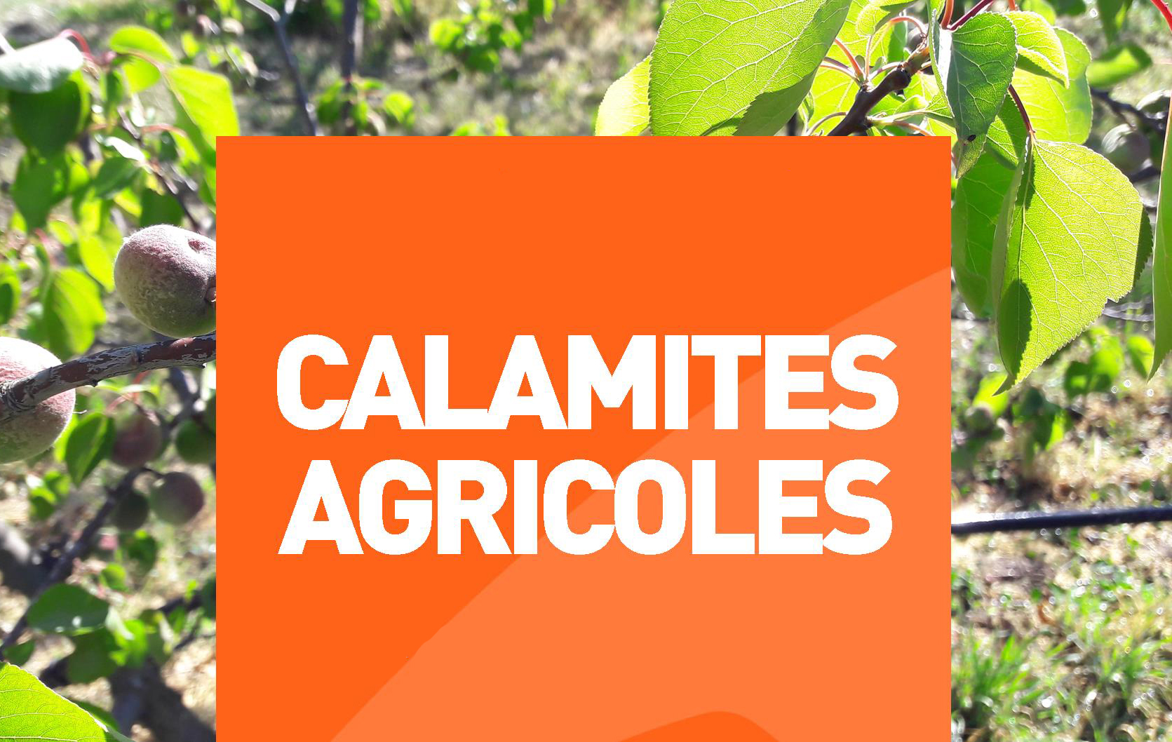 Calamités agricoles - Dossier d'indemnisation